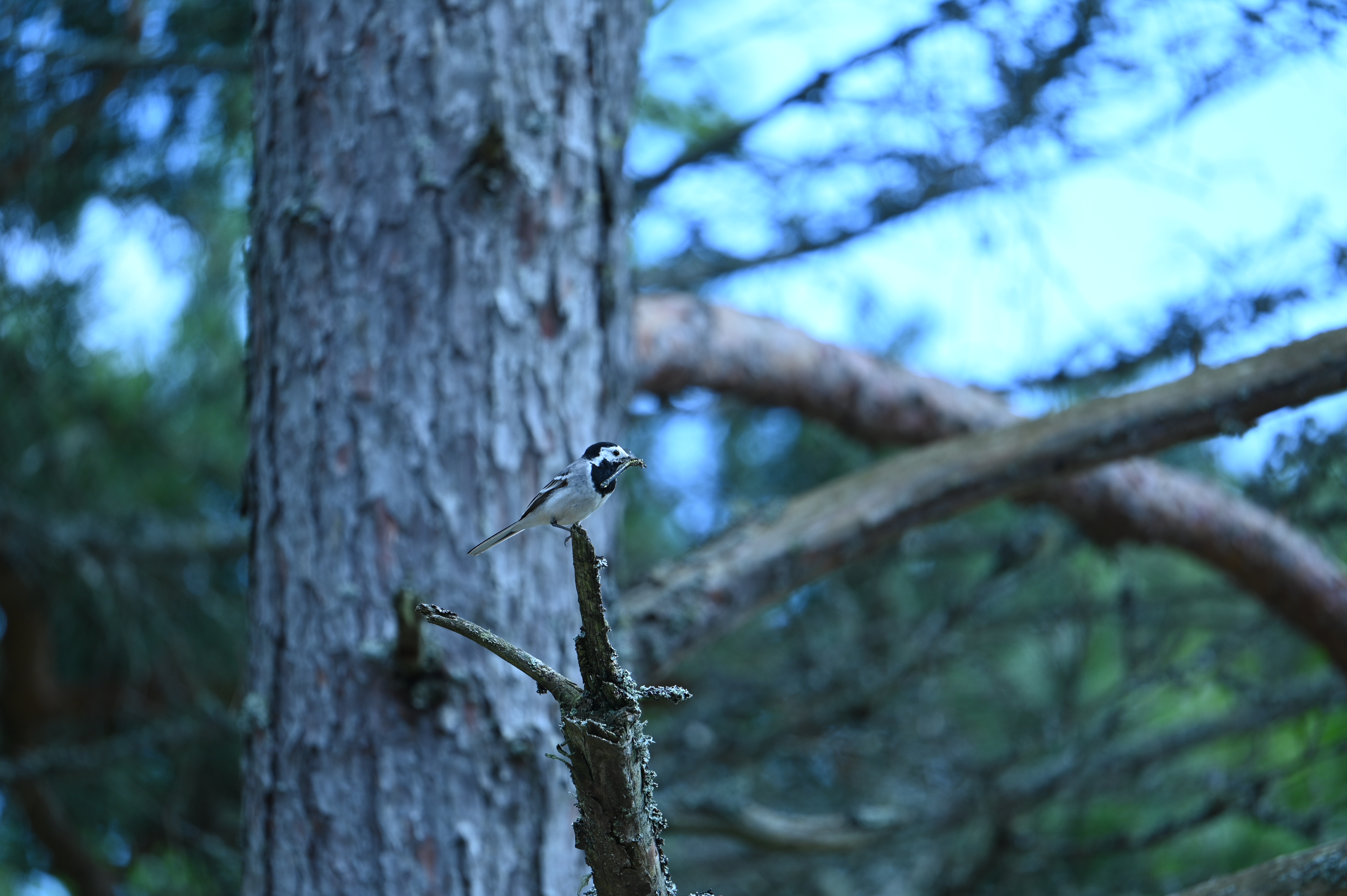 2025/07/09-14 - trip/DSC_0423.JPG